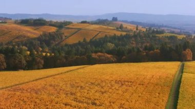 Willamette Vadisi, Oregon üzüm bağlarının sonbahar renklerinde havadan çekilmiş görüntüleri..