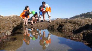 Aile sahilde tidepool seyrediyor.