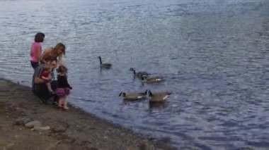 Aile kazları birlikte besliyor.