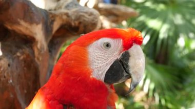 Ormanda Scarlet Macaw 'ın yakın çekimi.