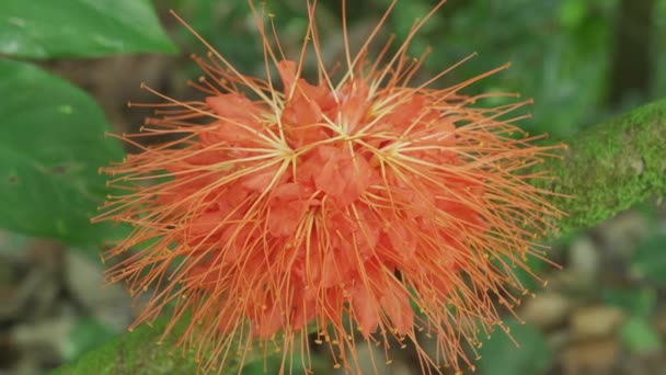 Brownea Fiore Che Cresce Alle Hawaii — Video Stock