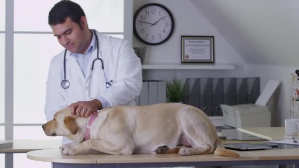 Veterinario Dando Perro Chequeo — Vídeo de stock