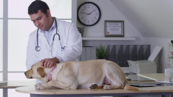 Veterinario Dando Perro Chequeo — Vídeos de Stock