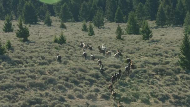 Vilda Hästar Naturen Montana Usa — Stockvideo