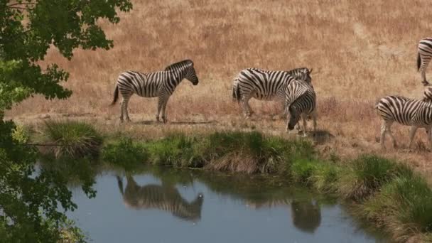 Ομάδα Της Demara Zebra Δίπλα Στη Λίμνη Στο Πάρκο Άγριας — Αρχείο Βίντεο