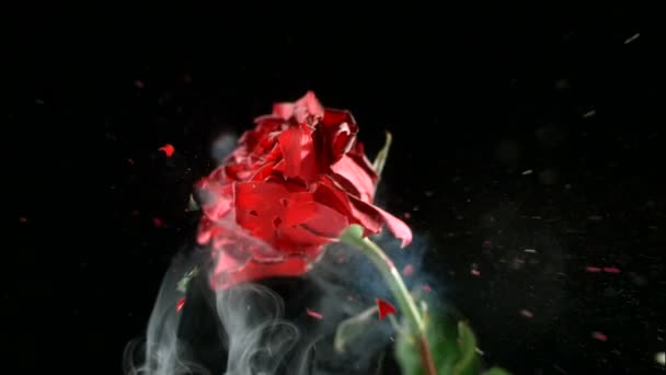 Κόκκινο Τριαντάφυλλο Κατεψυγμένο Υγρό Άζωτο Εκρήγνυται Αργή Κίνηση Shot Στα — Αρχείο Βίντεο