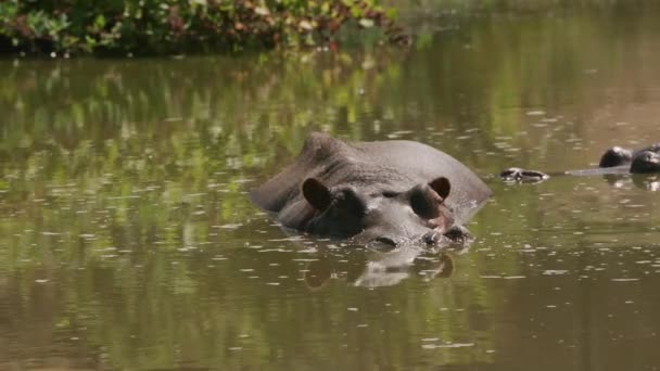 Hippopótamo Lagoa Parque Vida Selvagem — Vídeo de Stock