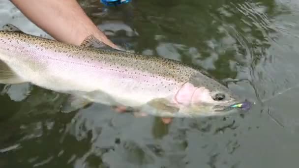 Rybak Trzymający Dużą Rybę Steelhead — Wideo stockowe