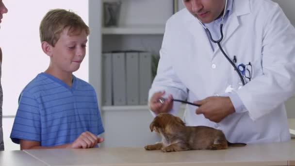 Veterinären Gav Hundvalp Checkup — Stockvideo