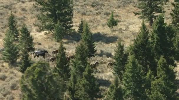 Landschappelijk Uitzicht Prachtige Natuur Montana Usa Luchtfoto Van Hoogland — Stockvideo