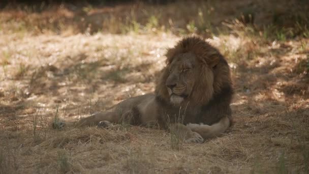 Manligt Afrikanskt Lejon Vilar Skugga Djurparken — Stockvideo