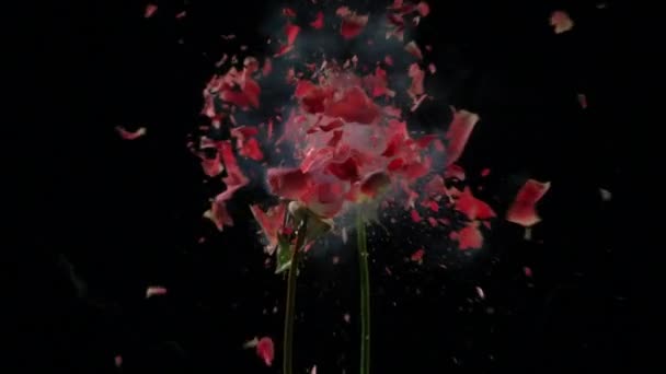 Blomma Frusen Flytande Kväve Exploderar Slow Motion Bilder Svart Bakgrund — Stockvideo