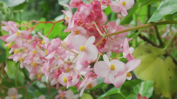 生长在夏威夷的粉红海棠花 — 图库视频影像