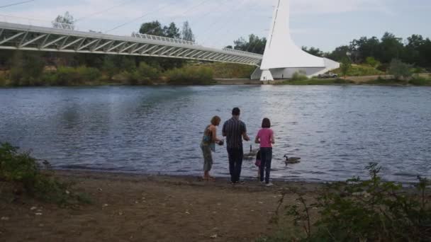 Family Feeding Geese Sundial Bridge Redding California — Stock Video
