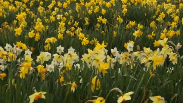 Nahaufnahme Von Schönen Feld Mit Blumen — Stockvideo