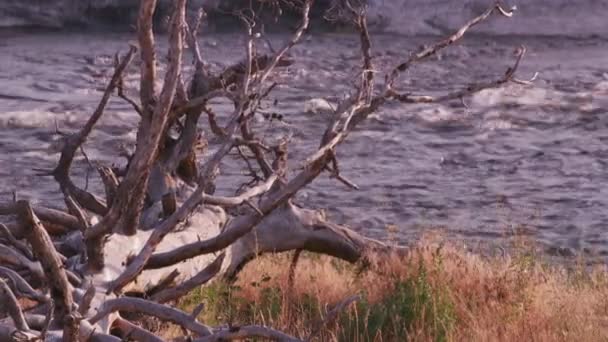 黄石公园 以河流为背景的倒下树 — 图库视频影像
