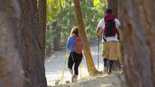 Coppia Escursioni All Aria Aperta Attraverso Gli Alberi — Video Stock