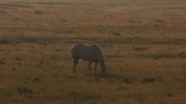 Кінь Полі Світанку Вайомінг — стокове відео