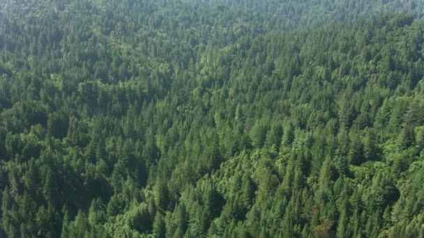 Καλιφόρνια Περίπου 2017 Εναέρια Του Δάσους Στη Βόρεια Καλιφόρνια Πυροβολήθηκε — Αρχείο Βίντεο