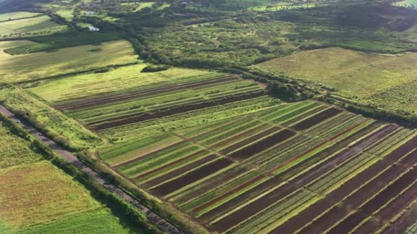 Maui Hawaii Cirka 2018 Flygfoto Över Jordbruksmark Maui Skott Med — Stockvideo