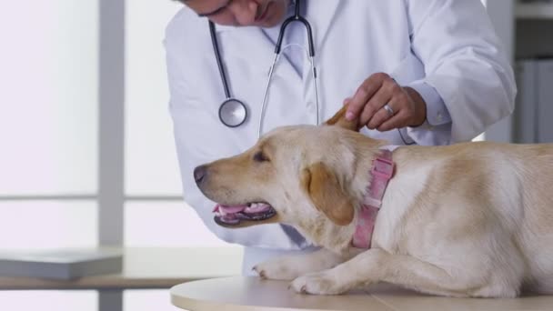 Tierarzt Gibt Hund Eine Untersuchung — Stockvideo