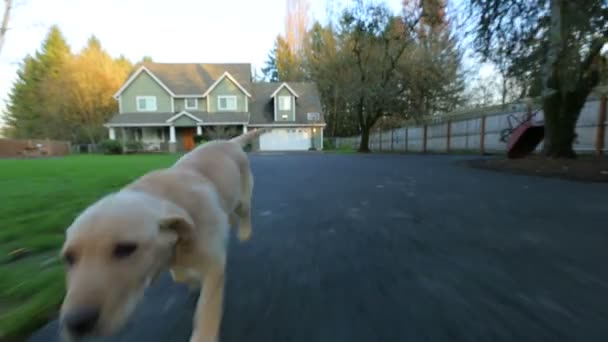 Puppy Running Driveway — Stock Video