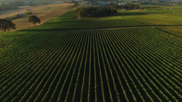 ブドウ畑の空中ビュー ウィラメットバレー オレゴン州 — ストック動画