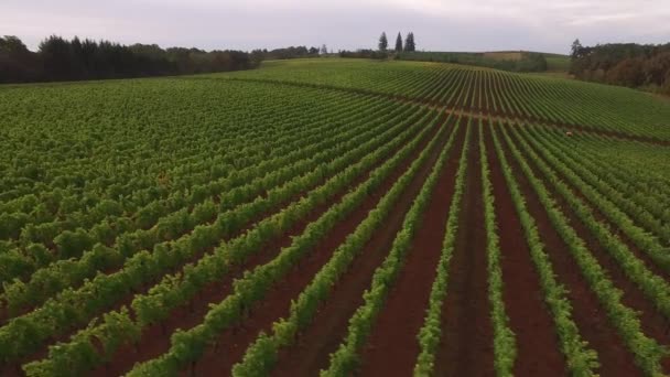 Vista Aérea Colheita Uvas Vinha Oregon — Vídeo de Stock