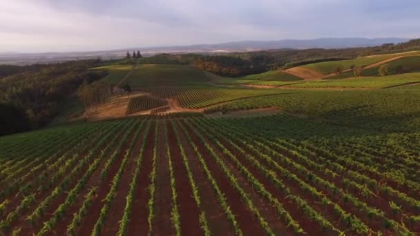 Pemandangan Udara Kebun Anggur Willamette Valley Oregon — Stok Video