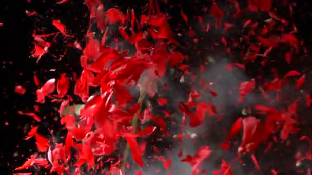 Bloem Bevroren Vloeibare Stikstof Explodeert Slow Motion Opname 1000 Frames — Stockvideo