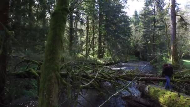Reppumatkailija Kävelee Metsässä — kuvapankkivideo