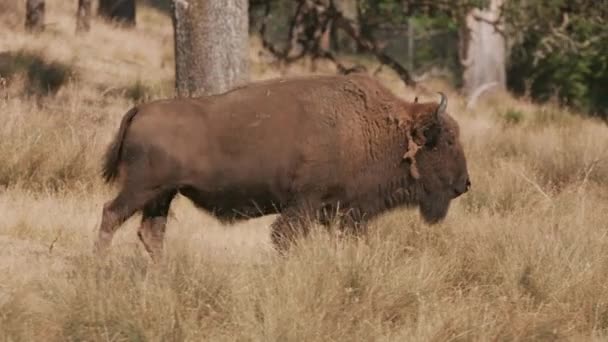 American Bison Περπάτημα Στο Πάρκο Άγριας Ζωής — Αρχείο Βίντεο