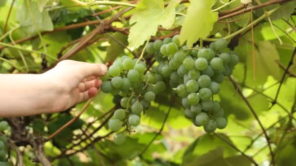 Picking Grapes Farm — Stock Video