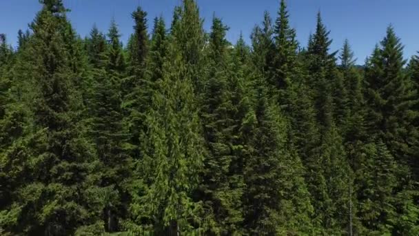 Aerial Shot Forest Hood Oregon — Stock Video