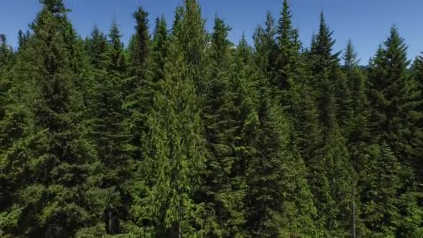 Tiro Aéreo Floresta Capuz Oregon — Vídeo de Stock