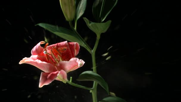 Flüssigem Stickstoff Eingefrorene Blüten Explodieren Zeitlupe Filmmaterial Auf Schwarzem Hintergrund — Stockvideo