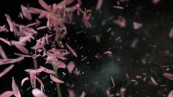 液氮中结冰的花缓慢地爆炸 黑色背景的镜头 — 图库视频影像