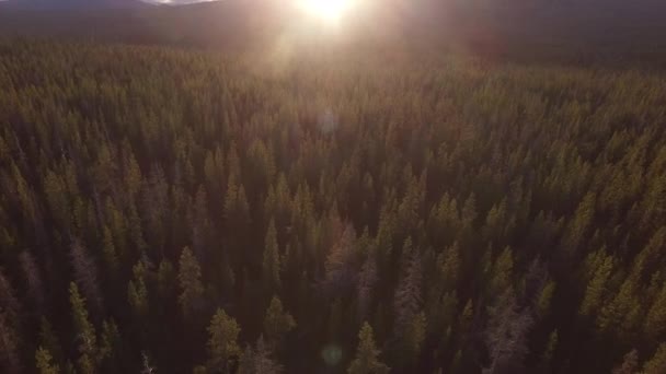 Solnedgång Antenn Utsikt Över Oregon Skogen — Stockvideo