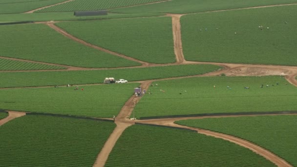 California Circa 2017 Aerial Shot Workers Picking Vegetables Farm Tiro — Vídeo de stock