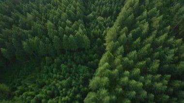 Oregon 2017 dolaylarında, Güney Oregon 'daki Yukarı Masa Kayası üzerinde uçuyor..