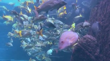 Nassau, Bahamalar: Akvaryumda yüzen balıklar.