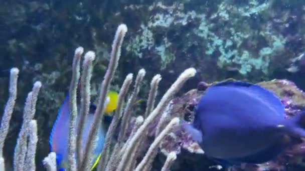 Nassau Bahama Vissen Zwemmen Aquarium — Stockvideo