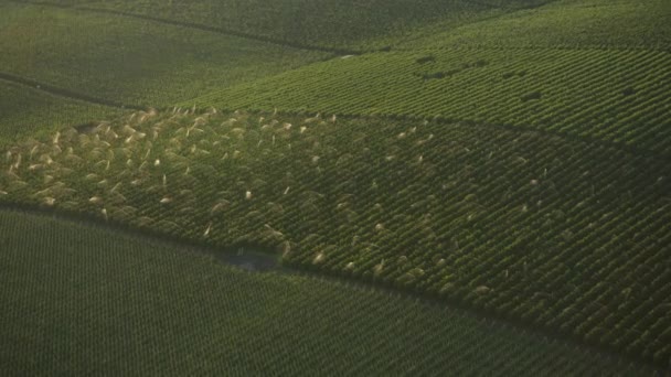 Washington State Circa 2021 Luchtfoto Van Irrigatie Landbouwvelden Door Snake — Stockvideo