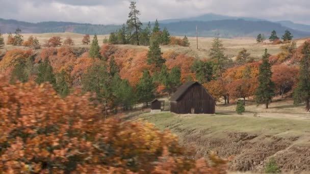 Красивое Осеннее Время Цветах — стоковое видео