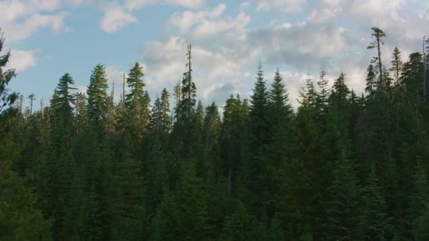 Mount Adams Washington Circa 2019 Vue Aérienne Des Arbres Forestiers — Video