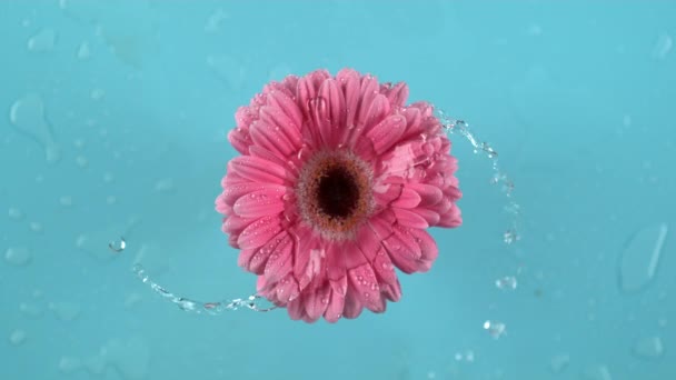 Agua Girando Rosa Margarita Gerber Sobre Fondo Rosa Grabado Cámara — Vídeo de stock