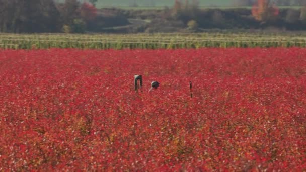 Tracking Shot Van Willamette Valley Vineyards Fall Opgenomen Met Cineflex — Stockvideo