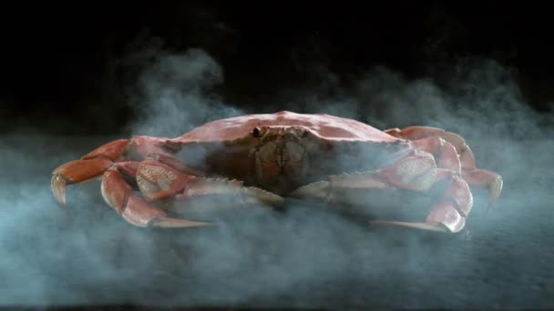 Dungeness Crab Med Ånga Slow Motion Skjuten Med Phantom Flex — Stockvideo