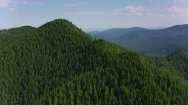 Washington Eyaleti, 2019 dolaylarında. Ormanın havadan görünüşü. Helikopterden Cineflex gimbal ve RED 8K kamerayla çekildi..