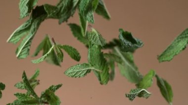 Naneli yapraklar kahverengi arka planda yavaş çekimde uçuyor. Phantom Flex 4K kamera ile çekildi..